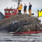A humpback Whale was successfully rescued by a rescue team