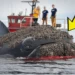 A humpback Whale was successfully rescued by a rescue team