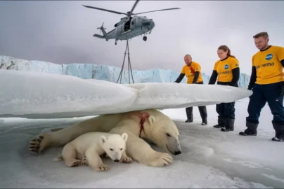 Heartwarming rescue, Volunteers save injured polar bear mother and cub from avalanche