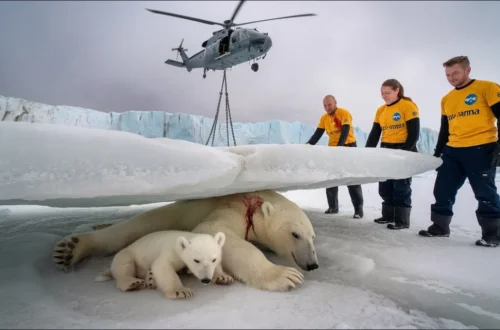 Heartwarming rescue, Volunteers save injured polar bear mother and cub from avalanche