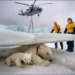 Heartwarming rescue, Volunteers save injured polar bear mother and cub from avalanche