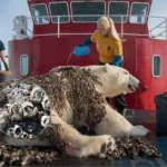 a polar bear rescued