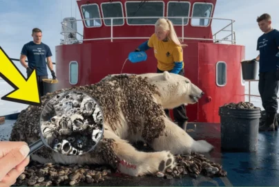a polar bear rescued