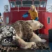 a polar bear rescued